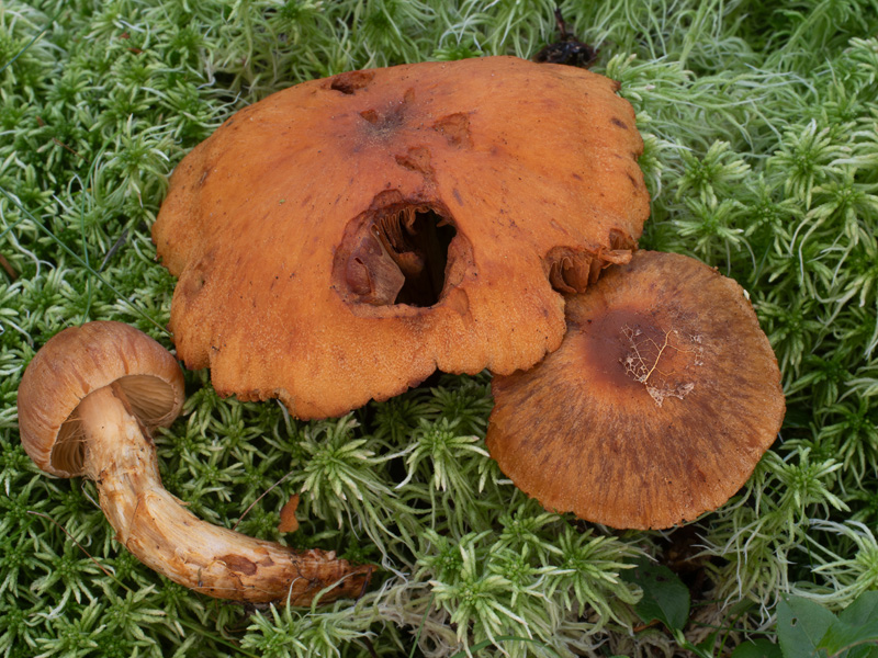 Cortinarius limonius